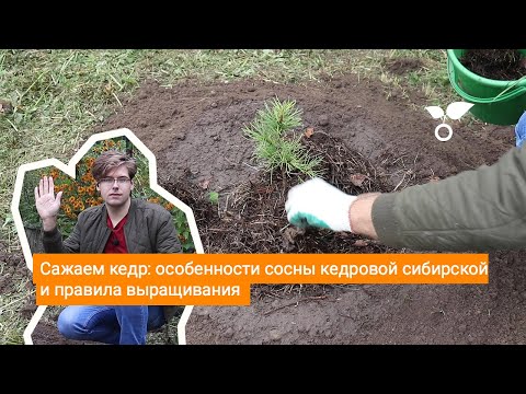 Видео: Растут ли кедры в Альберте?