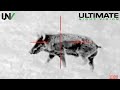 Hunter Smokes Big Boar using Night Vision and Tracers