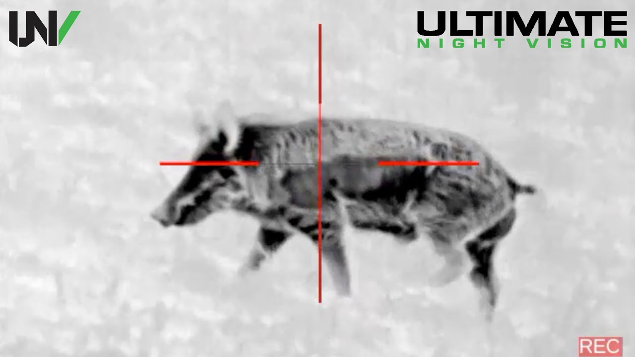 Hunter Smokes Big Boar using Night Vision and Tracers YouTube