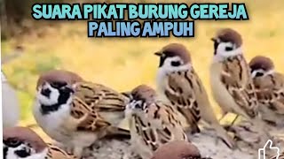 SUARA BURUNG GEREJA RIBUT AMPUH BUAT PIKAT