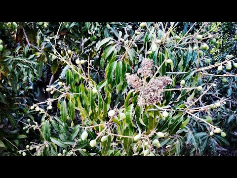 أكبر نسبه عقد فى المانجو الذبديه ممكن تشوفها جمعيه أحمد عرابى بالعبور بعد موسم شاق