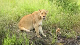 Collection:Lovely Moments of little lion cubs in Nature