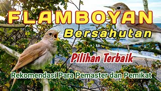 BURUNG FLAMBOYAN🔥TERJERNIH,AHLI MIKAT,SUARA KHAS FLAMBOYAN HUTAN☑️TERAPI DAN MASTERAN✔️