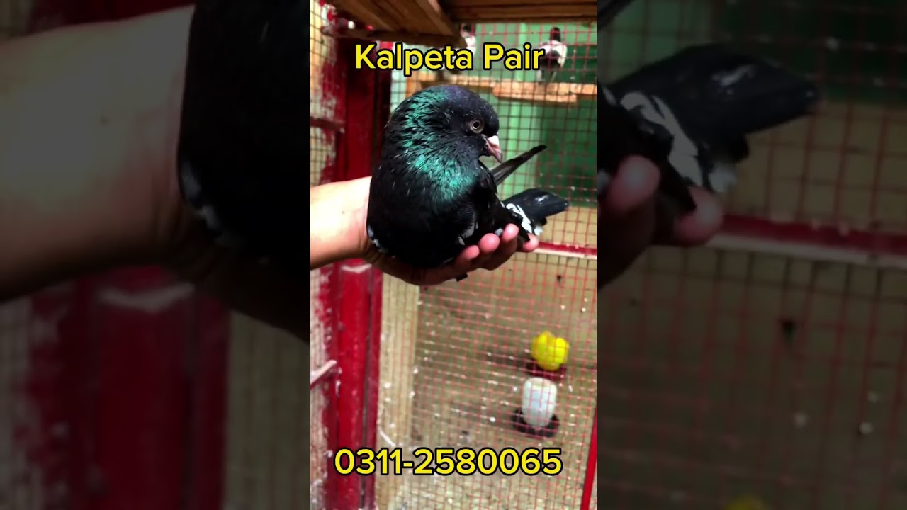 Kalpeta pair Available 