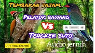 Tembakan tajam #Pelatuk bawang vs #Tengkek Buto masteran@arokicau8641