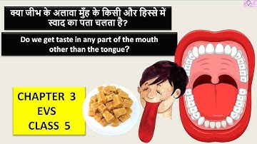 Class 5 EVS Chapter 3 | क्या जीभ के अलावा भी मुँह के किसी हिस्से से स्वाद का पता चलता है ? Rose Tree