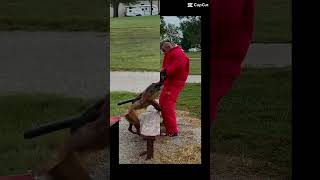Mohawks Malinois - Mohawks Demi