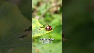 Ladybug #dj #insects #photography #jangkauanluas #macro #trending #wildlife #animals #shorts #fyp