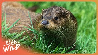 The Playful Otters Of Yellowstone National Park