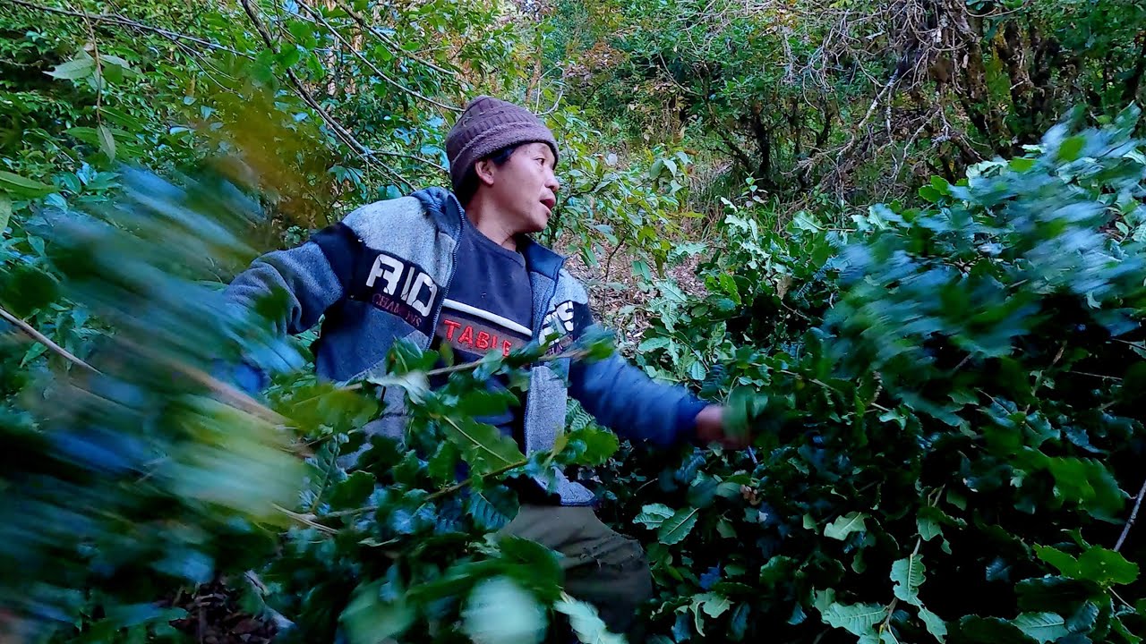i am collecting tree leaves foe my cows and buffalo || village life || rural Nepal