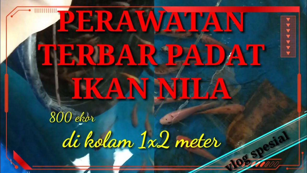 PERAWATAN IKAN NILA TEBAR PADAT DI KOLAM TERPAL // budidaya ikan nila