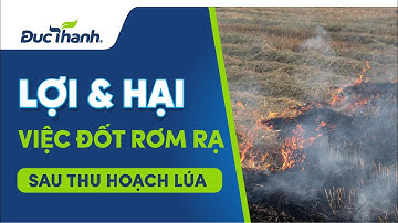 Lợi ích và tác hại của việc đốt rơm rạ sau mỗi đợt thu hoạch lúa