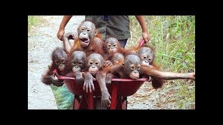 Забавные и милые обезьянки. Видео NEW by Самые смешные животные 2,390 views 5 years ago 4 minutes, 53 seconds