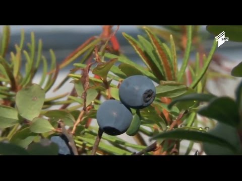 \"ფერმა\" - ლაითურში ლურჯი მოცვის მოყვანა-დამუშავება იწყება