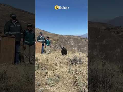 Liberan a cóndor andino que fue hallado en cautiverio en Arequipa