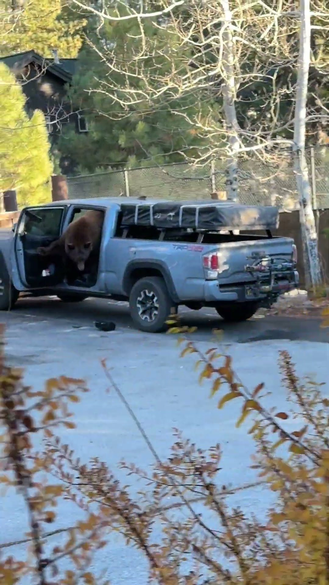 Large Bear Locked Itself In Tacoma || ViralHog