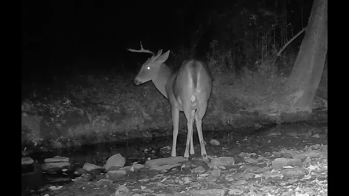 The Buck Stops Here   SD 480p