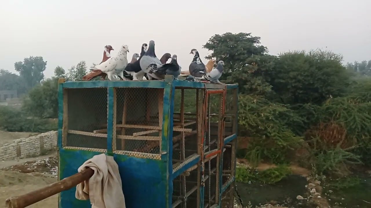 New kabootar ki tarnig kartay howay 