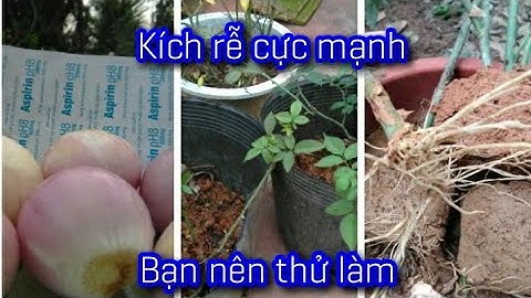 Cách Làm kích rễ cực mạnh từ hành tím và aspirin