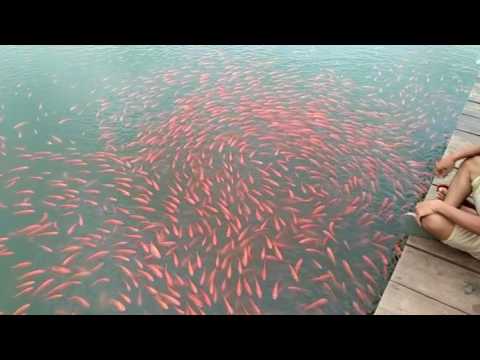 primitive cooking utensils Beautiful Swimming Style Red Fishes in Cambodia