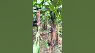 Download lagu best technique for growing bananas