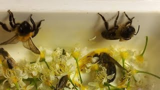 : D  r Fursov Entomologist Beekeeper   !       27.04.2024