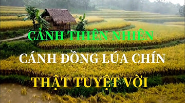 THE FIELDS AT RIPENING #tiengmua #donglua