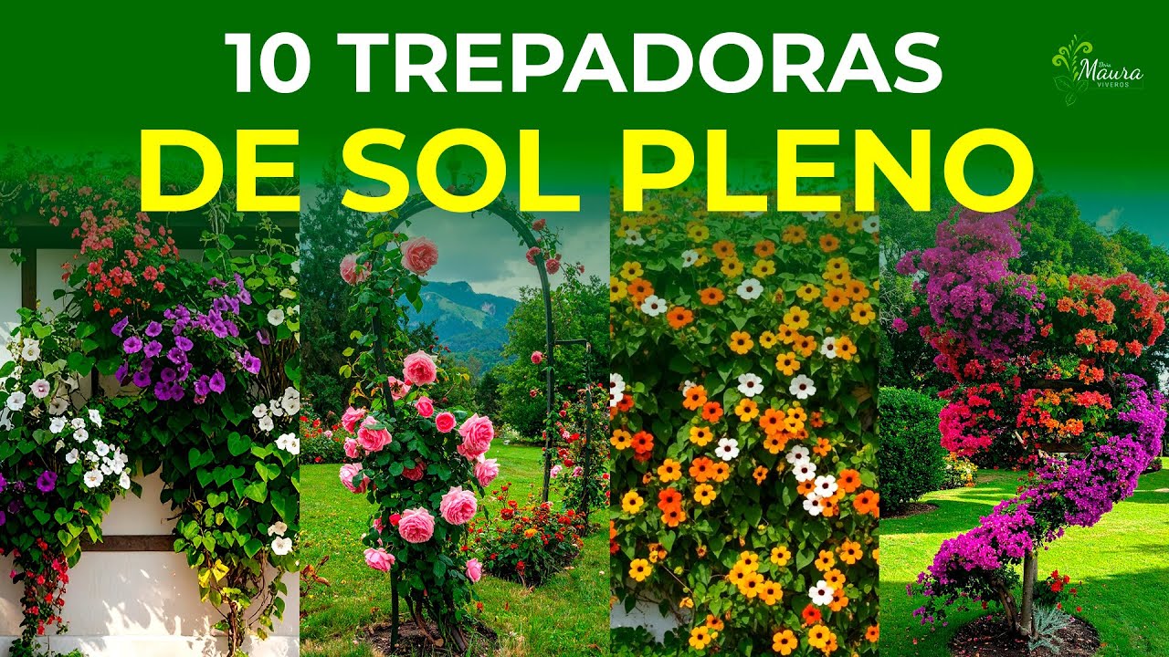 10 Plantas TREPADORAS que CRECEN en SOL directo | Con flores y son fáciles de cuidar