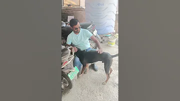 Very Happy Dog Shortfeeds Viralhog Animals 