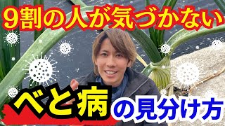 【玉ねぎ】べと病は早期発見で感染拡大を防ぐプロに聞くべと病の見分け方を教えます