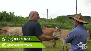 Mais Sabor que o Angus? O Segredo da Carne do Curraleiro Pé-Duro