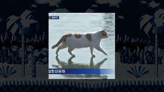 a cat is walking on the frozen han river (Vogue Edit) EXTENDED
