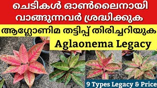 Aglaonema Legacy കൾ Online ആയി വാങ്ങുന്നവർ Cheating തിരിച്ചറിയുക  | 9 Types of Legacy Names & Prices