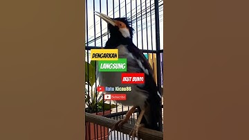 Jalak Suren Gacor Terapi Jalak Suren Macet, Jalak Suren Muda Agar Cepat Gacor #asmr #jalaksurengacor