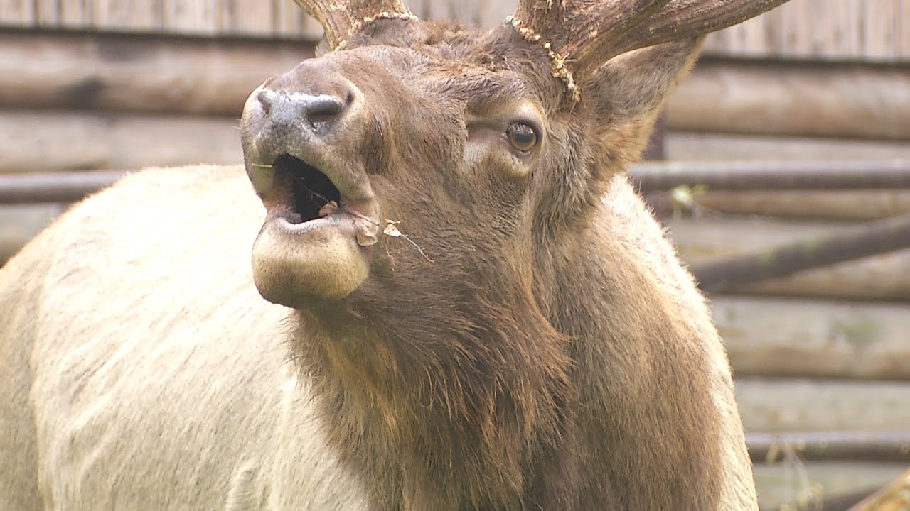 Zoo Ostrava - wapiti sibiřský