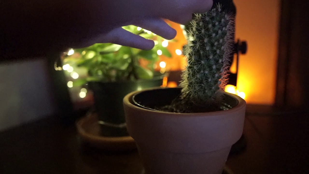 Short, Low Light, ASMR Cactus Sounds for Sleep! Zzzzz - YouTube