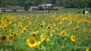 ～まんのう町のひまわり畑～ JR土讃線 (2020.7.19)