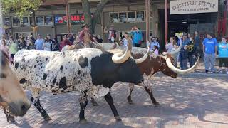 Fort Worth Stockyards Cattle Drive  Texas 2021