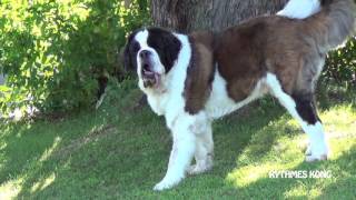 Ours le Saint-Bernard fait une petite escapade