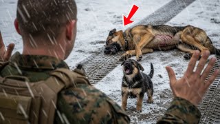 German Shepherd Hit by Car, Tiny Puppy Guards Her—Then a U.S. Marine Saves Them, Everything Changes