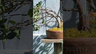 windswept ficus bonsai bonsai bonsaitree nature bonsaiart art
