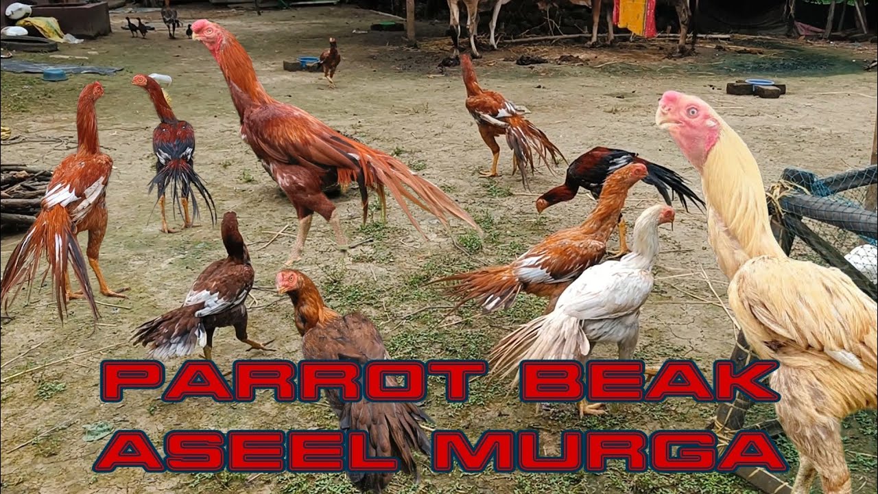 Top quality parrot beak Tamper tail aseel murga. for (Dipak Aseel farm West Bengal).