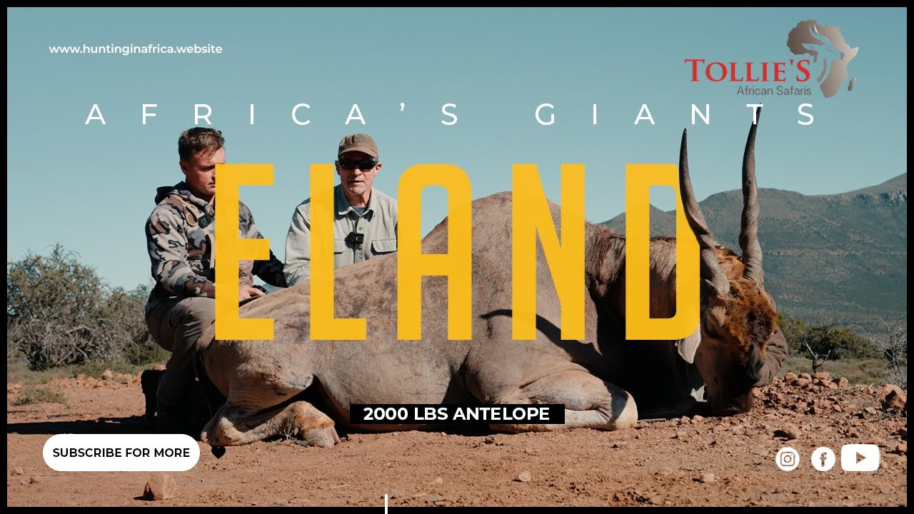 “Stalking the Giants of the Eastern Cape: Our Cape Eland Adventure with Tollie’s African Safaris