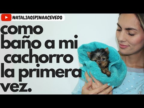 Video: Cómo Bañar A Un Cachorro York