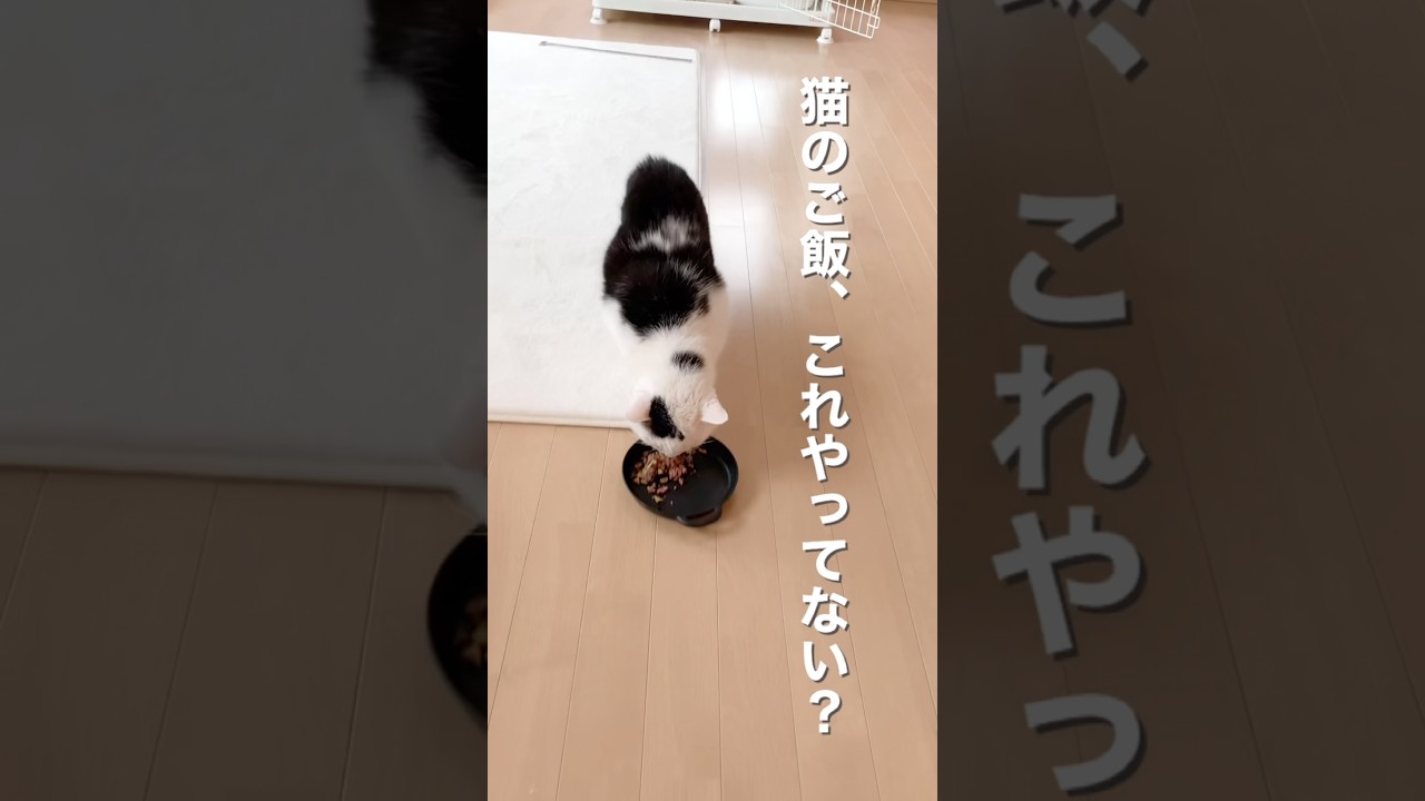 猫のご飯、お皿派は100％損してる!? #Shorts