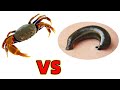 當螃蟹遇到愛吸血的水蛭，結局很意外！Crab VS Leech