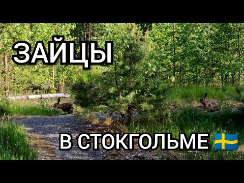 Момент из жизни