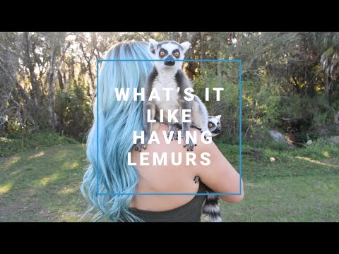 Episode 3: What's it like having lemurs?