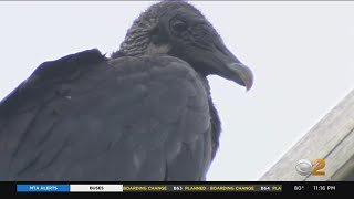 Staten Island residents concerned about black vultures in neighborhood