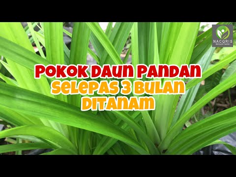 Video: Pokok Mempunyai Daun Di Sebelah Sahaja: Apabila Sebelah Pokok Mati